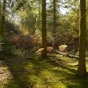 Shabbington Woods near Worminghall, Buckinghamshire
