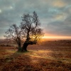 Bradgate park
