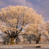 Hoar Frost, nr Acton Turville, Gloucestershire 1994