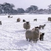Ewes & Lambs in Snow, Acton Turville, Gloucestershire 1987