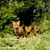 Fox-Cubs, nr Alderton, Wiltshire 1994