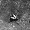 Badger emerging from Sett, nr Alderton, Wiltshire 1994