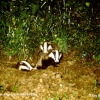 Badgers at Sett, nr Alderton, Wiltshire 1994