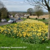 Daffodils on Old Sodbury Hill, Badminton Rd, Old Sodbury, Gloucestershire 2017