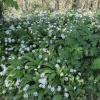 Wild Garlic, Polkerris
