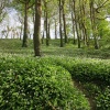 Wild Garlic, Polkerris
