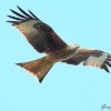 Red Kite in Harewood, Yorkshire