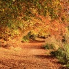 Autumn leaves, Talkin Tarn, Brampton, Cumbria