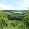 Green fields