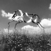 Hollow Horse at Solstice Park, Wiltshire.