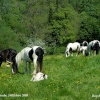Mares & Foals, Castle Combe, Wiltshire 2008