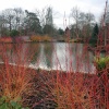 Wisley, cornus in winter