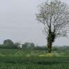 Solitary tree