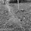 Badger Trail from Sett, nr Alderton, Wiltshire 1994