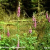 Foxgloves on Woodland Edge, nr Coleford, Forest of Dean, Gloucestershire 1994