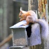 Red Squirrels at Killthorpe Lead Mine Museum