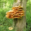 CHICKEN OF THE WOODS [LAETIPORUS SULPHUREUS] AT MILTON RIGG WOODS BRAMPTON.