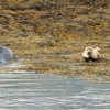 Seals at Loch Linnhe