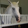 The stables at the Royal Mews