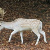 A stag (deer) roaming in Dyrham Park, Dyrham.