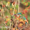 Kingfisher, Hyndburn, Lancashire