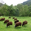 Sheep grazing near Fairy Glen Gorge