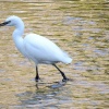 little egret, river Pinn