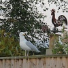 Gull