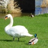 Swans on Avon