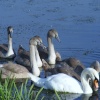 New swans