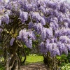 Wisteria in bloom at Greys Court