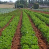 Rows of Budleigh kale