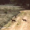 Where's Mum ? Fox-Cubs, nr Badminton, Gloucestershire 1983