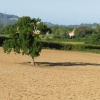 Brown field with tree near Pilsdon