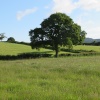 Picturesque tree in a picturesque field near Pilsdon, Dorset