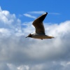 Cowes gull