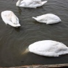 Thorpeness