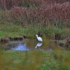 Budleigh egret
