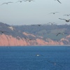 Birds over Ladram Bay