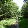 Hustyn woods,