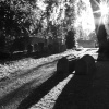 Peterborough Cathedral Churchyard In Black and White