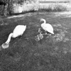 Swan Family On The River Bank at Clifton Hampden, Oxfordshire