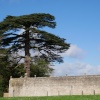 Tree behind the walls of Hinchingbrooke House, Huntingdon