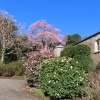Caerhays