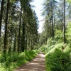 Hustyn woods