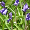 Bluebells, Wadebridge, Cornwall
