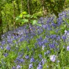 Bluebells, Wadebridge, Cornwall
