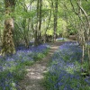 Bluebells in Legg Wood, Crowborough, East Sussex