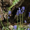 Bluebells in Cookhams Wood, Crowborough, East Sussex