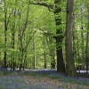 Bluebells in Cookhams wood, near Crowborough, East Sussex